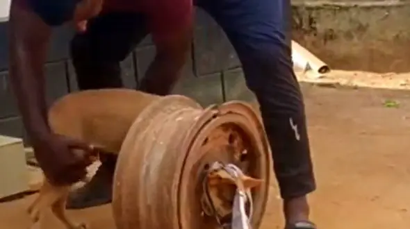 از نجات سگ تا کتک زدن به روش گربه 