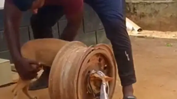 از نجات سگ تا کتک زدن به روش گربه 