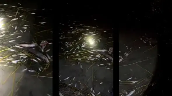 صید مرگبار ماهی با برق در خوزستان / کمبود نیرو و تجهیزات سازمان محیط زیست، مانع مقابله با این نوع صید + فیلم