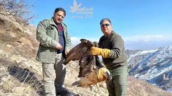  همای سعادت، شکار شد!