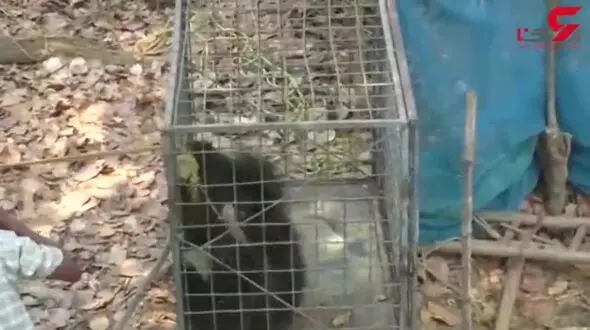 لحظه‌ی نجات خرس گیر افتاده در چاه+فیلم