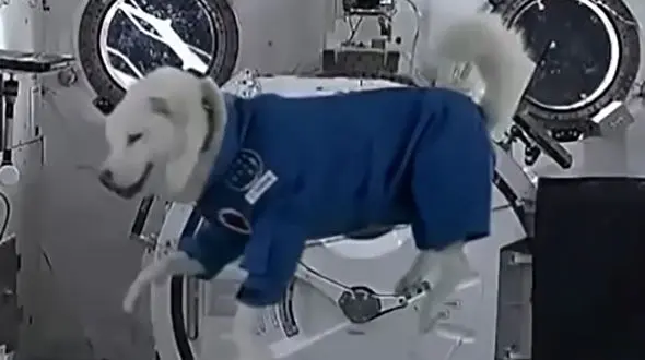 واکنش دیدنی حیوانات به جاذبه صفر