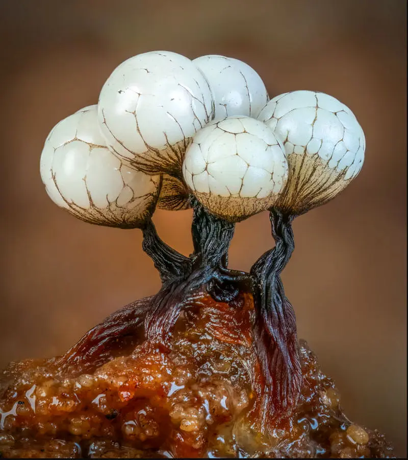 کپک‌های اسلایم شکل توپ گلف