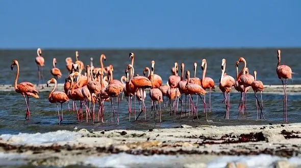 سندروم جهانی استخراج لیتیوم بلای جان محیط زیست/ افزایش 12 درصدی مرگ فلامینگوها 