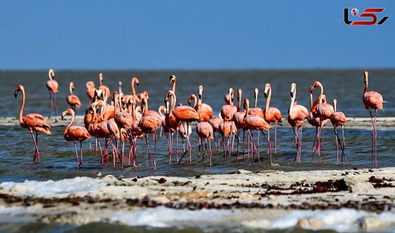 سندروم جهانی استخراج لیتیوم بلای جان محیط زیست/ افزایش 12 درصدی مرگ فلامینگوها 