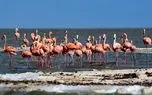 سندروم جهانی استخراج لیتیوم بلای جان محیط زیست/ افزایش 12 درصدی مرگ فلامینگوها 