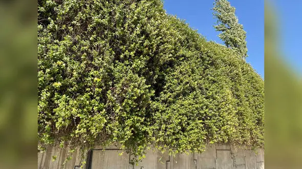 فال ابجد امروز / 30 اردیبهشت ماه + فیلم 