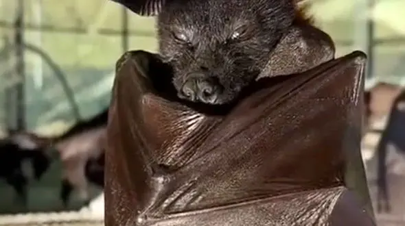 قلعه‌ی لک‌لک‌ها تا خواب شیرین خفاش