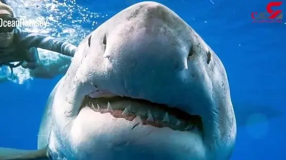 دوستی کوسه سفید با غواص+فیلم