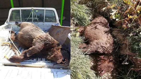 مرگ یک قلاده خرس قهوه ای با اصابت دو گلوله / در فیروزکوه کشته شد + فیلم