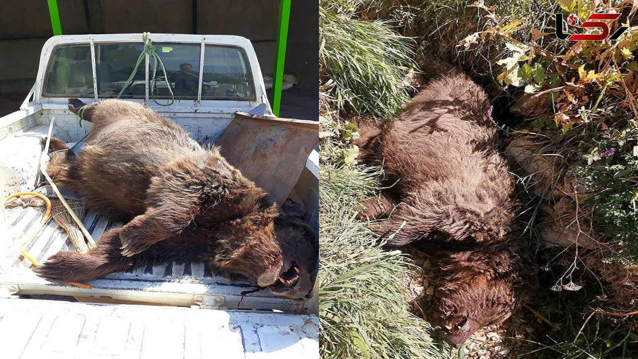 مرگ یک قلاده خرس قهوه ای با اصابت دو گلوله / در فیروزکوه کشته شد + فیلم