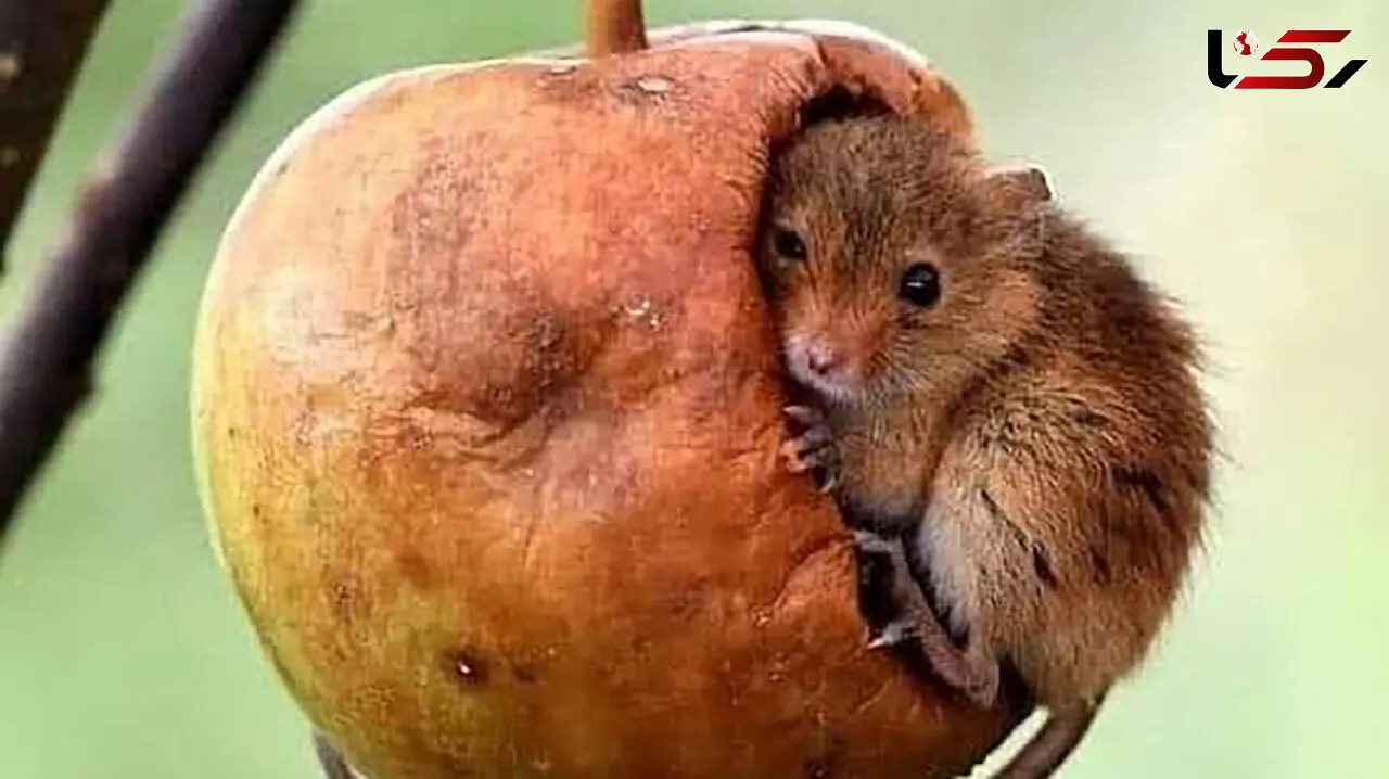 فال و طالع بینی امروز 20 آبان + فیلم 