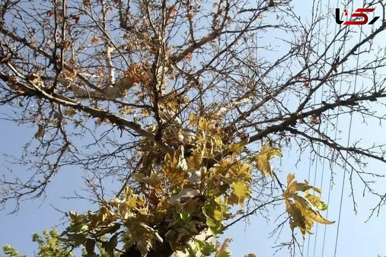خشک شدن هزاران چنار در کرج؛ زنگ خطر برای باغ‌ شهر/ عضو شورای شهر: مدعی العموم ورود کند