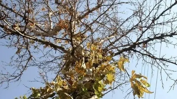 خشک شدن هزاران چنار در کرج؛ زنگ خطر برای باغ‌ شهر/ عضو شورای شهر: مدعی العموم ورود کند