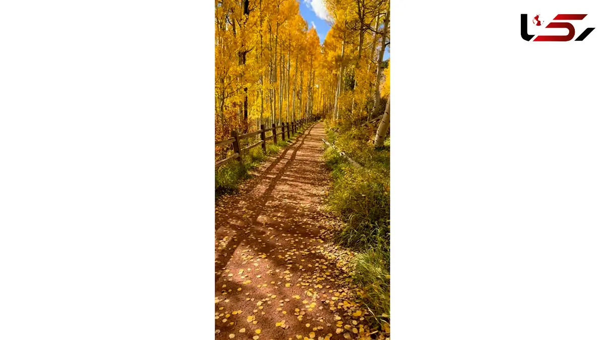 فال و طالع بینی امروز 28 آذر 