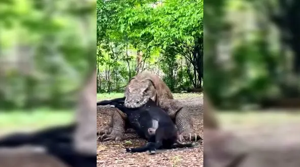 فیلم خوردن بز کامل توسط اژدهای کومودو