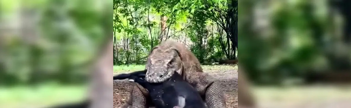 فیلم خوردن بز کامل توسط اژدهای کومودو