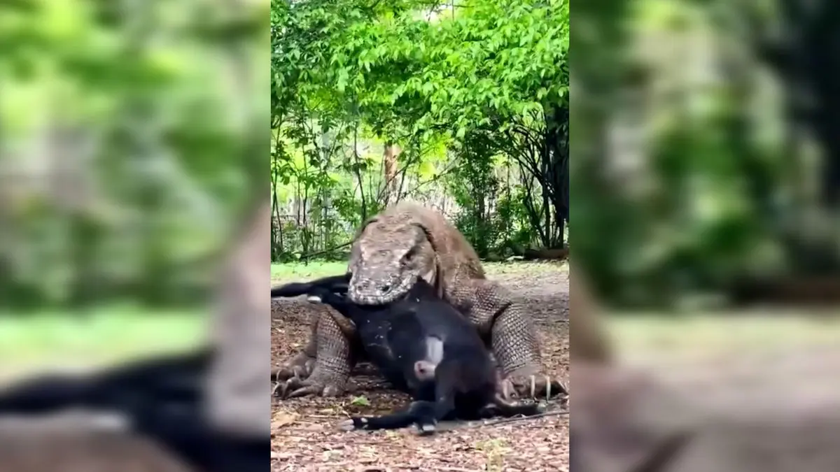 فیلم خوردن بز کامل توسط اژدهای کومودو