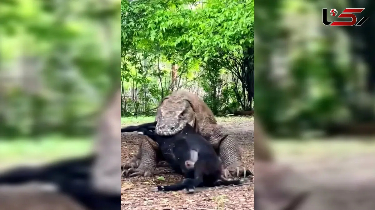 فیلم خوردن بز کامل توسط اژدهای کومودو