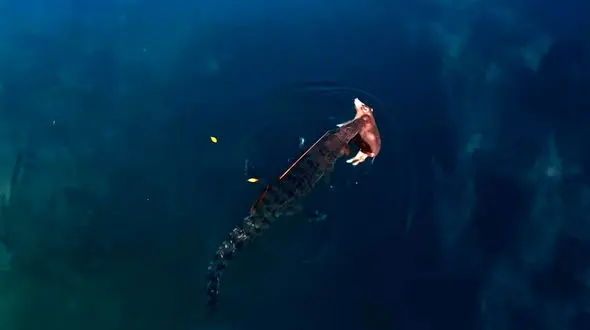 فیلم پرواز یوفو ها در مرز امریکا و مکزیک 