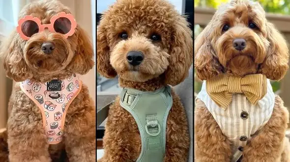 لباس پت: 15 استایل خاص و دلبرانه برای تبدیل پت شما به ستاره خانه