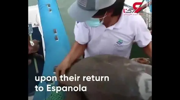 بازنشسته شدن لاک‌پشت ۱۰۰ ساله‌ای که ۸۰۰ بچه به دنیا آورد!