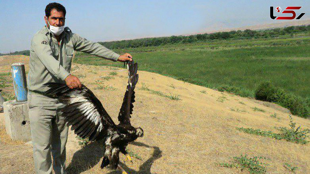 رهاسازی یک عقاب طلایی در شهرستان پارس آباد