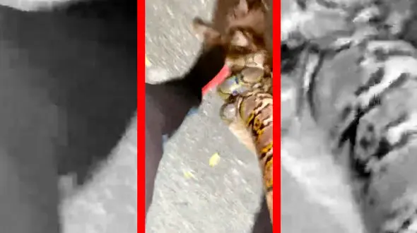 فیلم نجات گربه از حمله مار با کمک انسان