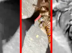 فیلم نجات گربه از حمله مار با کمک انسان