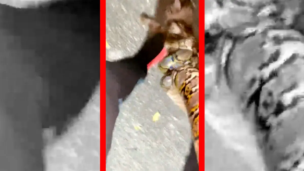 فیلم نجات گربه از حمله مار با کمک انسان