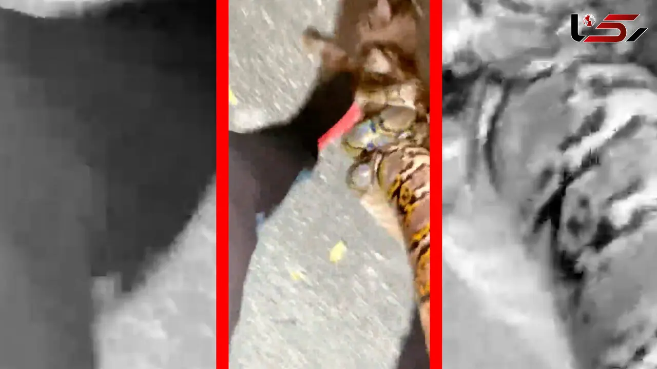 فیلم نجات گربه از حمله مار با کمک انسان