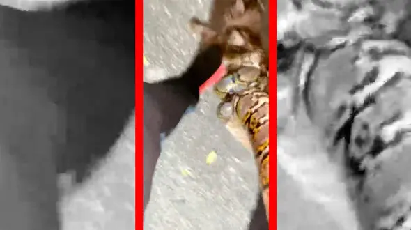 فیلم نجات گربه از حمله مار با کمک انسان