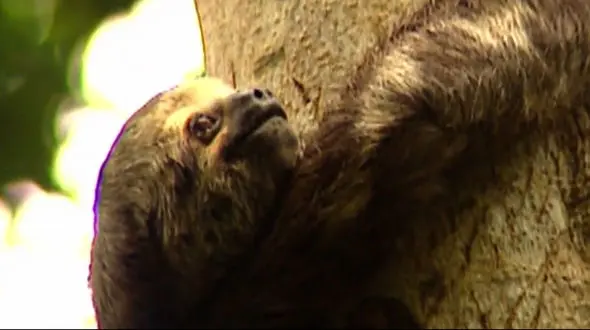 پایین کشیدن یک تنبل از درخت به قصد شکار + فیلم