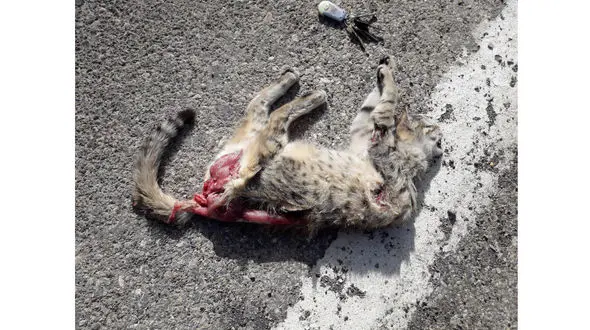 حوادث جاده ای در کمین حیات وحش