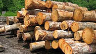 واردات چوب از روسیه آزاد شد