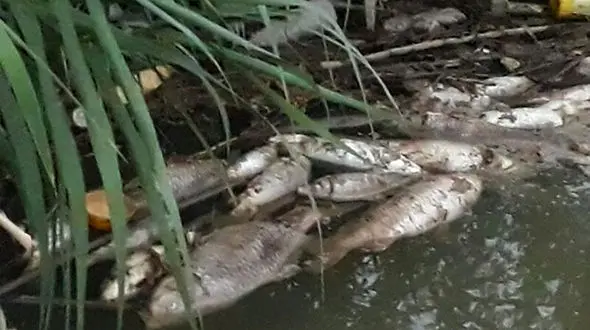 قتل عام 3 هزار ماهی در رودخانه زردی / ساری ها صحنه دلخراشی دیدند