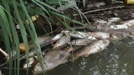 قتل عام 3 هزار ماهی در رودخانه زردی / ساری ها صحنه دلخراشی دیدند
