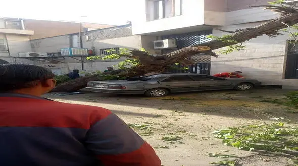 پژو پارس زیر درخت پرس شد / سقوط درخت در قزوین رخ داد