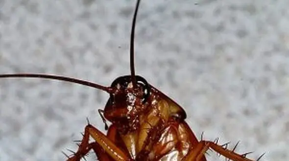 سوسک حمام؛ مفید و با صرفه!