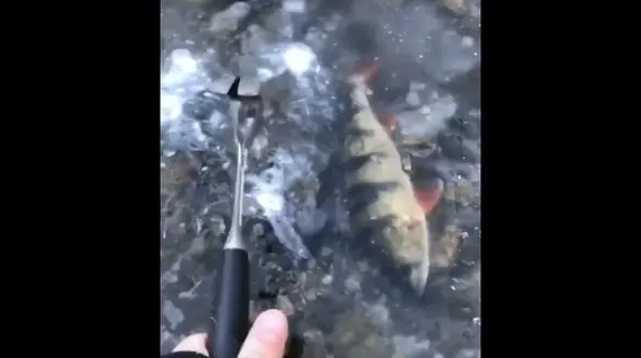 نجات ماهی ها از زیر یخ + فیلم