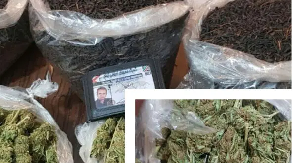  محموله چای، ماری جوانا از آب درآمد + عکس
