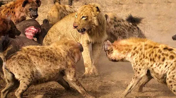 یک گله شیر طعمه کفتارها را خوردند + فیلم