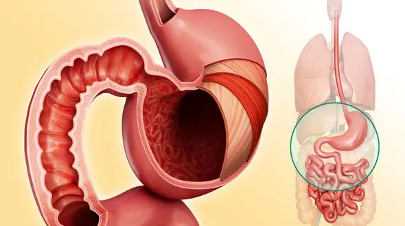 مدت زمان هضم مواد غذایی