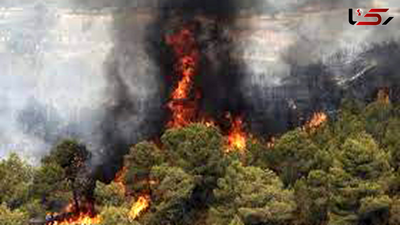 آتش سوزی هولناک در جنگل های آرژانتین