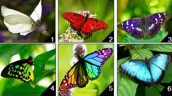 تست : کدام پروانه را انتخاب می کنید ؟