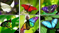 تست : کدام پروانه را انتخاب می کنید ؟