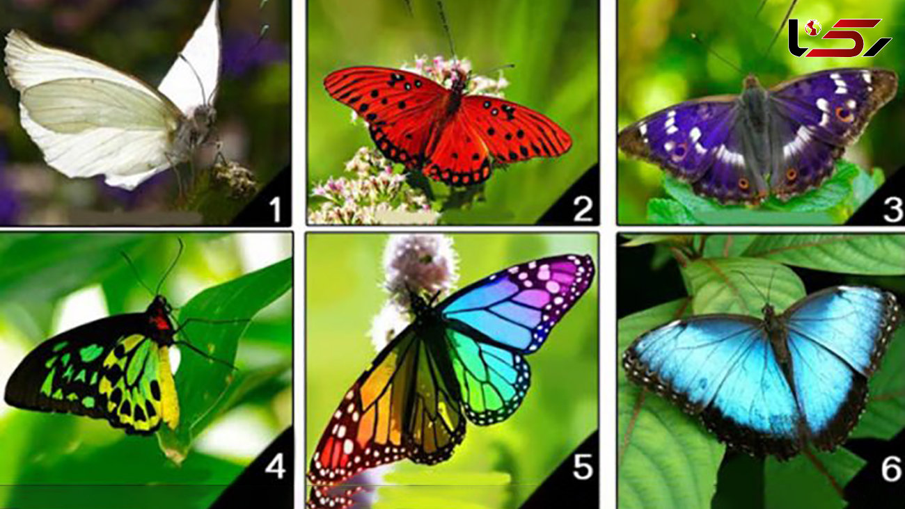 تست : کدام پروانه را انتخاب می کنید ؟