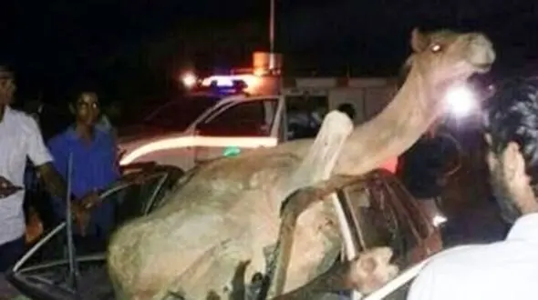 حادثه در هرمزگان / برخورد نیسان با شتر راننده را راهی بیمارستان کرد