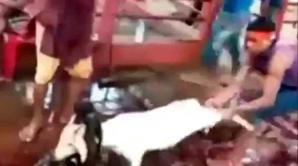 ذبح وحشیانه گوسفندان + فیلم(14+)