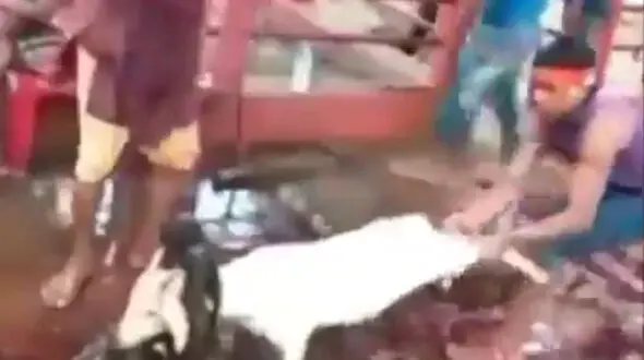 ذبح وحشیانه گوسفندان + فیلم(14+)